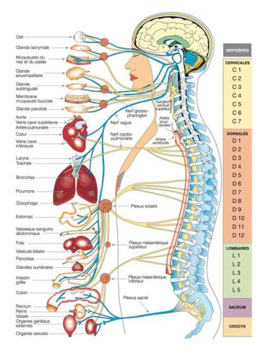 philosophie-chiropratique-expliquee philosophie-chiropratique-expliquee